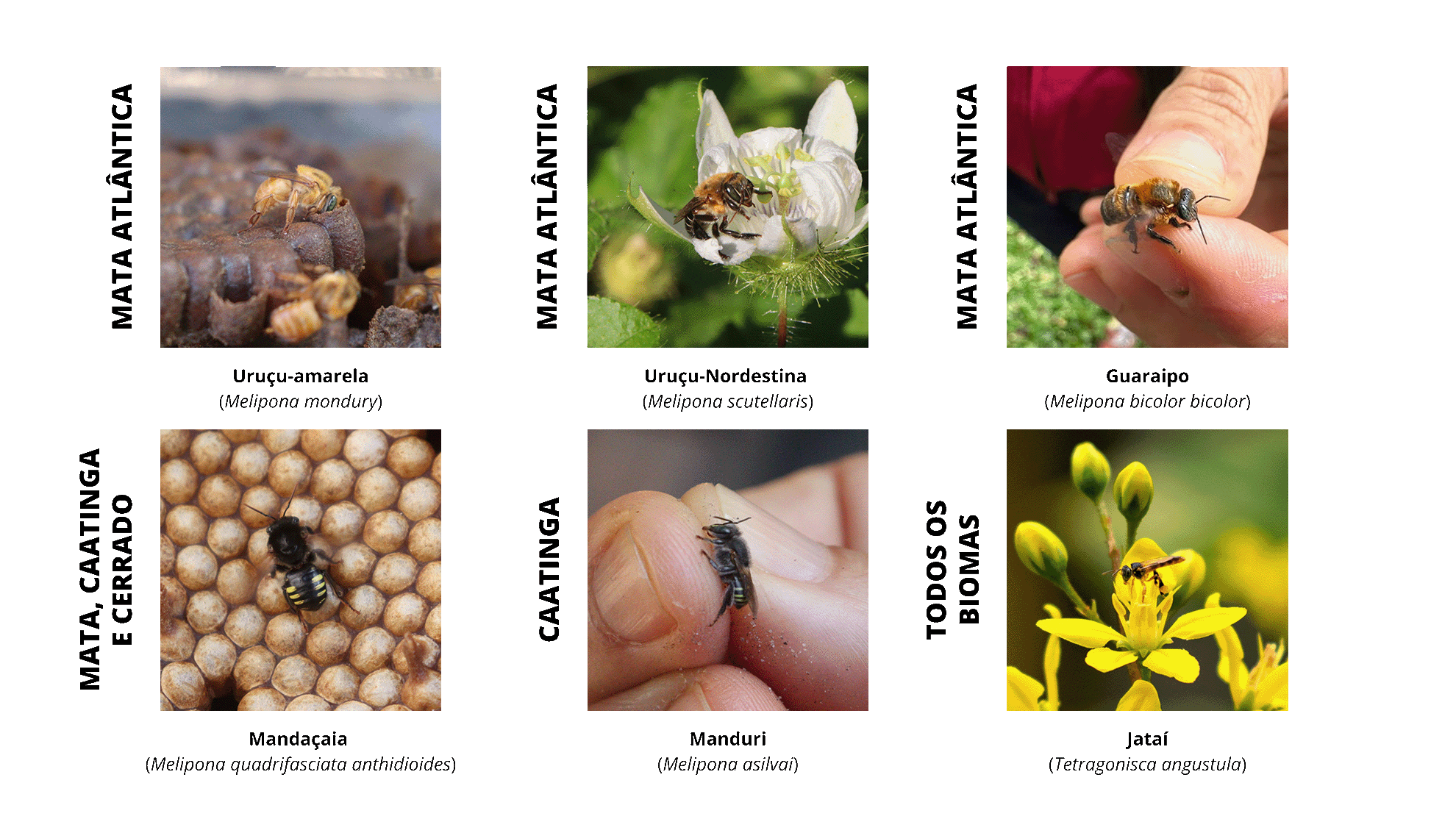 Card site Escola ABELHAS DO BRASIL-min